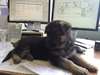 Chiot Berger allemand masculins et féminins pour a