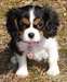 cavalier king charles masculins et féminins