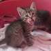 Pedigree complet fabuleux mâle Pixie Bob chatons