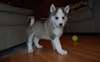 Chiots husky de Sibérie disponibles.