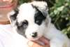 Chiots de race Border collie pour adoption  Chiots