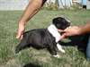 A donner type chiot american staffordshire terrier