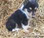 Chiots samoyèdes prêt à aller magnifique