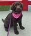 Super adorables chiots de Labrador chocolat