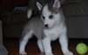 Chiots Siberian Husky aux yeux bleus