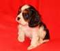 cavalier king charles masculins et féminins