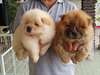 Inestimables chiots Chow Chow pour Adoption - photo 1