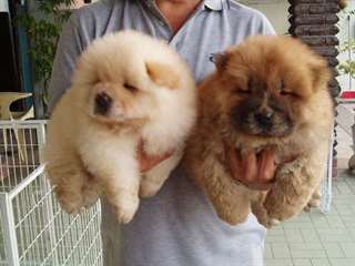 Inestimables chiots Chow Chow pour Adoption