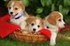 fantastique Chiots welsh pour adoption