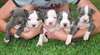 Douce et très belle pit-bull chiots