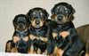 Chiots Doberman CKC pour adoption