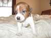 Chiots Jack Russell masculins et féminins
