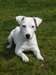 adorable chiots Jack Russell blanc  pour adoption - photo 1