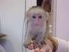 offre magnifique Bébé singe Capucin de 4 mois