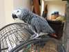 J'ai des perroquet gris du Gabon pour adoption. - photo 1