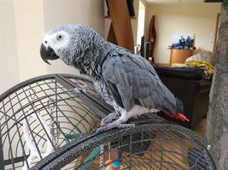 J'ai des perroquet gris du Gabon pour adoption.