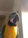 Nous avons des perroquets ara &#224; donner - photo 1