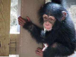 trained chimpanzee monkeys to go home for adoption