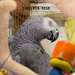 Bébé African Grey Parrot - configuration complète