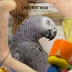 B&#233;b&#233; African Grey Parrot - configuration compl&#232;te