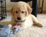 Golden Retriever masculins et féminins