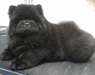 Chiots chow chow