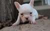 Deux chiots Top Class Bouledogue français disponib
