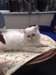Chatons persans mignons actuellement disponibles