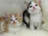 Chatons persans mignons pour adoption gratuit. - photo 1