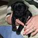 Adorables chiots circulation Noir Pug