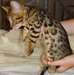 Chatons persans pour adoption