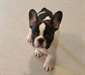 Chiots bulldog français prêts
