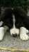 Chiots border collie