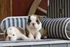 Bel anglais chiots bulldog pour une belle maison ( - photo 1