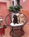 Trois belles chiots Labrador pour l'adoption!