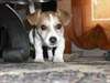 Adorables chiots jack russel tres mignon pour adop