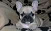 2 chiot Bouledogue Français disponibles