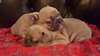 Blue N Tan Producer Kc Reg Frenchy Pups