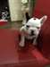 French Bulldog Femal Ready to go Now