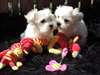 maltese puppy's for new homes