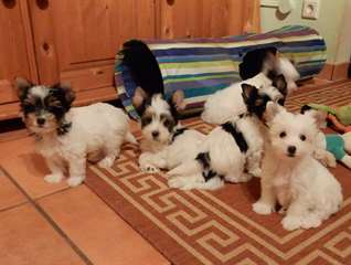 yorkshire terrier puppy's for good homes