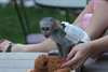 Adorables Bébés Singe Capucin pour adoption