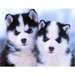 adorables chiots husky siberien pour adoption