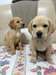 Or Labrador chiot à la recherche d'une belle mais