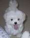 Twee schattige puppies voor adoptie Malteser