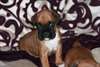 Chiots Boxer pour adoption