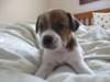 Chiots jack russell pour adoption