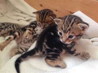 beaux chatons Bengal
