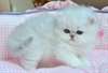 chatons persan chinchilla