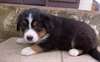 chiot Berger australien femelle non lof a céder